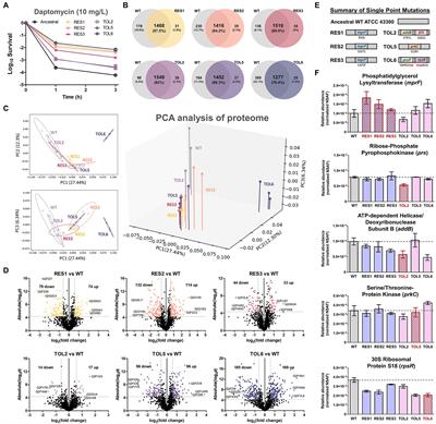 Proteome profiling of evolved methicillin-resistant Staphylococcus aureus strains with distinct daptomycin tolerance and resistance phenotypes